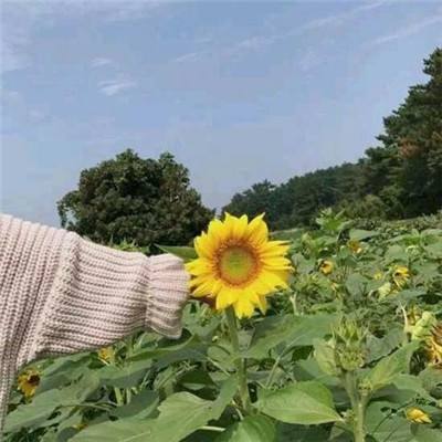 qq华夏手游测试服下载